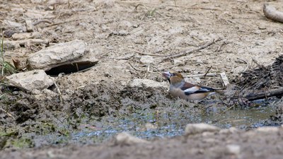 Kocabaş (Coccothraustes coccothraustes) - Kırklareli / Kofçaz kuş fotoğrafı