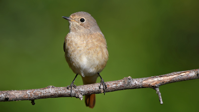 Kızılkuyruk (Phoenicurus phoenicurus) - Denizli / Merkezefendi kuş fotoğrafı