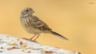 Kaya Çintesi (Emberiza cia) - Bilecik / Bozüyük kuş fotoğrafı