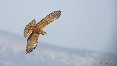 Saz Delicesi (Circus aeruginosus) - Isparta / Eğirdir kuş fotoğrafı