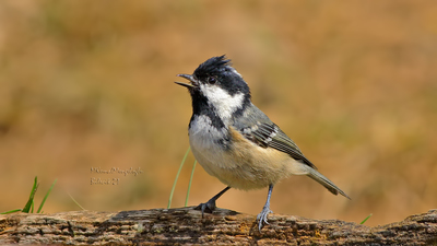 Çam Baştankarası (Periparus ater) - Bilecik / Bozüyük kuş fotoğrafı