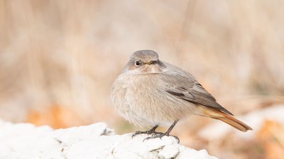 Kara Kızılkuyruk (Phoenicurus ochruros) - Kırklareli / Kofçaz kuş fotoğrafı