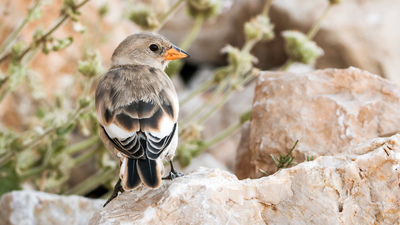 Kar Serçesi (Montifringilla nivalis) - Adıyaman / Kahta kuş fotoğrafı
