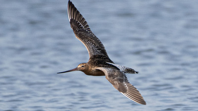 Kıyı Çamurçulluğu (Limosa lapponica) - İstanbul / Küçükçekmece kuş fotoğrafı