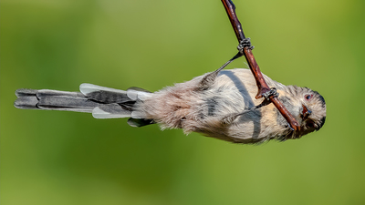 Uzunkuyruklu Baştankara (Aegithalos caudatus) - Denizli / Merkezefendi kuş fotoğrafı