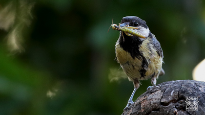 Büyük Baştankara (Parus major) - Ankara / Çamlıdere kuş fotoğrafı