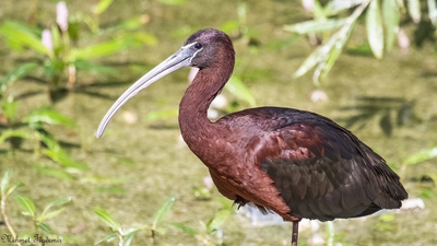 Çeltikçi (Plegadis falcinellus) - Denizli / Çivril kuş fotoğrafı