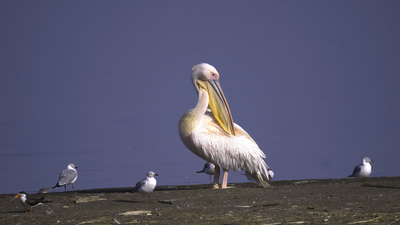 Ak Pelikan (Pelecanus onocrotalus) - - / - kuş fotoğrafı