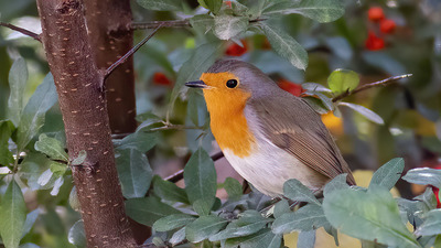 Kızılgerdan (Erithacus rubecula) - Şanlıurfa / Karaköprü kuş fotoğrafı