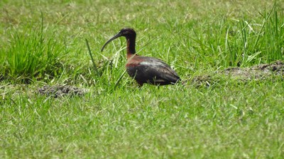 Çeltikçi (Plegadis falcinellus) - Adana / Ceyhan kuş fotoğrafı