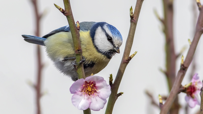 Mavi Baştankara (Cyanistes caeruleus) - Tokat / Merkez kuş fotoğrafı