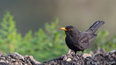 Karatavuk (Turdus merula) - İzmir / Buca kuş fotoğrafı