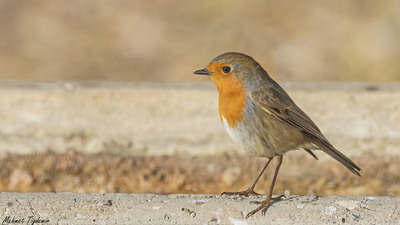 Kızılgerdan (Erithacus rubecula) - Burdur / Merkez kuş fotoğrafı