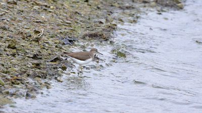 Dere Düdükçünü (Actitis hypoleucos) - İstanbul / Tuzla kuş fotoğrafı
