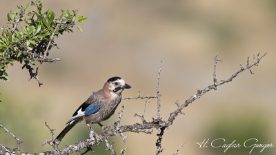 Alakarga (Garrulus glandarius) - Uşak / Ulubey kuş fotoğrafı