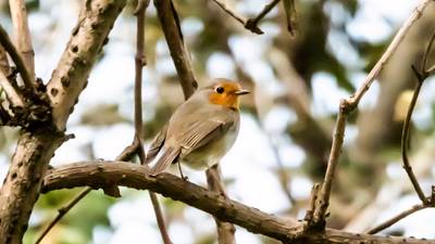 Kızılgerdan (Erithacus rubecula) - İstanbul / Fatih kuş fotoğrafı