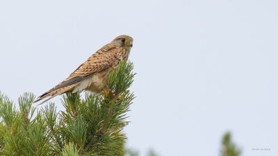 Kerkenez (Falco tinnunculus) - Bilecik / Bozüyük kuş fotoğrafı
