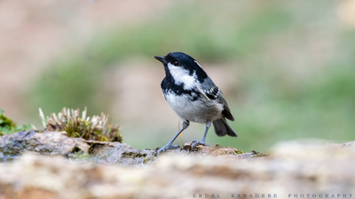 Çam Baştankarası (Periparus ater) - Bilecik / Bozüyük kuş fotoğrafı