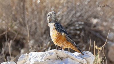 Taşkızılı (Monticola saxatilis) - Sivas / Kangal kuş fotoğrafı