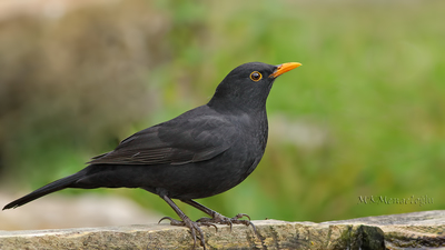 Karatavuk (Turdus merula) - Bilecik / Bozüyük kuş fotoğrafı