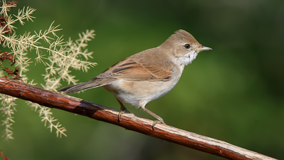 Akgerdanlı Ötleğen (Curruca communis) - Denizli / Merkezefendi kuş fotoğrafı