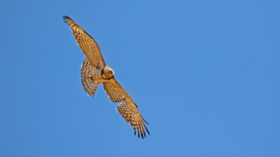 Yılan Kartalı (Circaetus gallicus) - K.Maraş / Onikişubat kuş fotoğrafı