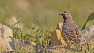 Kulaklı Toygar (Eremophila alpestris) - Isparta / Gönen kuş fotoğrafı