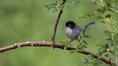 Maskeli Ötleğen (Curruca melanocephala) - Ankara / Ayaş kuş fotoğrafı
