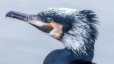 Karabatak (Phalacrocorax carbo) - İstanbul / Başakşehir kuş fotoğrafı