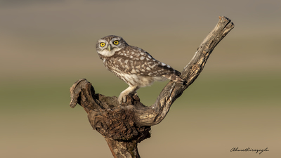 Kukumav (Athene noctua) - Ankara / Gölbaşı kuş fotoğrafı
