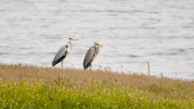 Gri Balıkçıl (Ardea cinerea) - Kütahya / Merkez kuş fotoğrafı