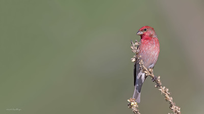Çütre (Carpodacus erythrinus) - Rize / İkizdere kuş fotoğrafı