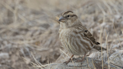 Kaya Serçesi (Petronia petronia) - Ankara / Mamak kuş fotoğrafı