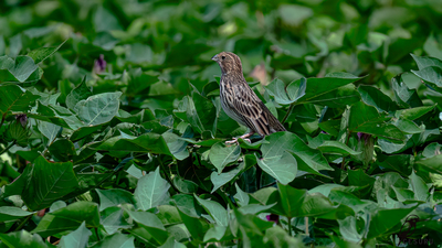 Tarla Çintesi (Emberiza calandra) - İzmir / Dikili kuş fotoğrafı