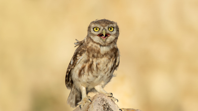 Kukumav (Athene noctua) - Ankara / Bala kuş fotoğrafı