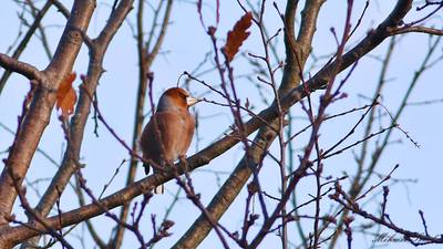 Kocabaş (Coccothraustes coccothraustes) - Kastamonu / Abana kuş fotoğrafı