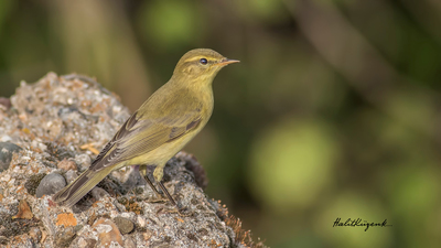 Söğütbülbülü (Phylloscopus trochilus) - Ankara / Bala kuş fotoğrafı