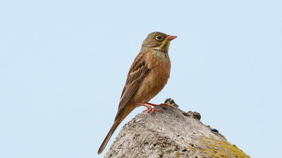 Kirazkuşu (Emberiza hortulana) - Trabzon / Sürmene kuş fotoğrafı