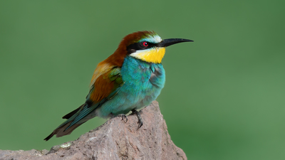 Arıkuşu (Merops apiaster) - Van / Gevaş kuş fotoğrafı