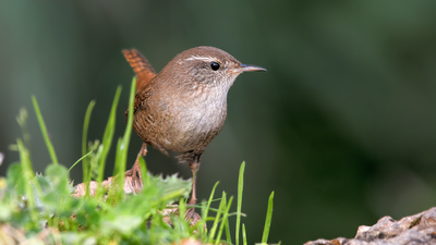 Çıtkuşu (Troglodytes troglodytes) - Denizli / Merkezefendi kuş fotoğrafı