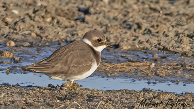 Halkalı Küçük Cılıbıt (Charadrius dubius) - Isparta / Eğirdir kuş fotoğrafı