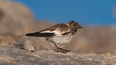 Kar Serçesi (Montifringilla nivalis) - Kayseri / Yahyalı kuş fotoğrafı