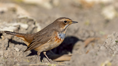 Mavigerdan (Luscinia svecica) - Ankara / Gölbaşı kuş fotoğrafı