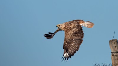 Kızıl Şahin (Buteo rufinus) - Ankara / Ayaş kuş fotoğrafı