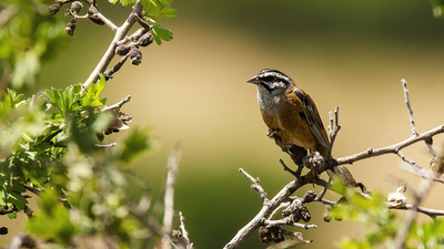 Kaya Çintesi (Emberiza cia) - Elazığ / Merkez kuş fotoğrafı