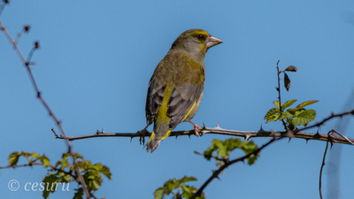 Florya (Chloris chloris) - İstanbul / Beykoz kuş fotoğrafı