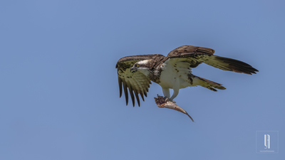 Balık Kartalı (Pandion haliaetus) - Malatya / Arguvan kuş fotoğrafı