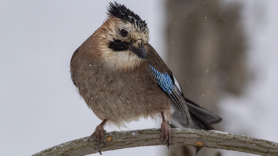 Alakarga (Garrulus glandarius) - Ankara / Sincan kuş fotoğrafı
