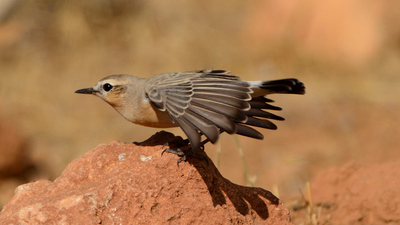 Boz Kuyrukkakan (Oenanthe isabellina) - Şanlıurfa / Birecik kuş fotoğrafı