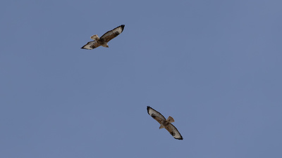 Kızıl Şahin (Buteo rufinus) - Nevşehir / Gülşehir kuş fotoğrafı